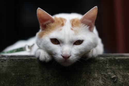 genetica y el pelaje de mi gato